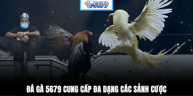 Đá gà 5679 cung cấp đa dạng các sảnh cược