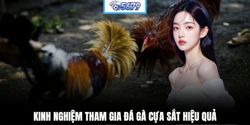 Kinh nghiệm tham gia đá gà cựa sắt hiệu quả